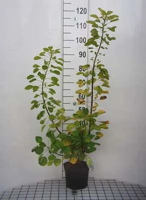 Image de Cotinus cogg. 'Golden Spirit'® ( 'ancot'®) - Cotinier à perruque Golden Spirit 40- 60 cm Conteneur