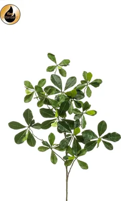Produktbild von artplants.de Deko Bucida Buceras Zweig TANIESA, schwer brennbar, 65cm - Künstlicher Bucidazweig