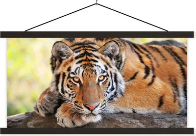 Produktbild von MuchoWow® Textilposter Tiger - Welpe - Rüssel 150x75 cm mit schwarzem Rahmen - Posterleiste