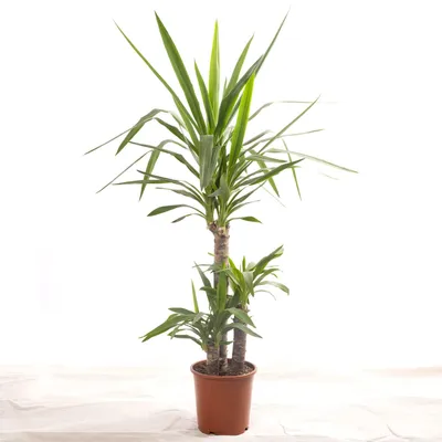 Produktbild von Yucca Elephantipes, große grüne Zimmerpflanze