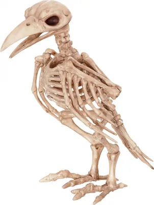 Produktbild von Künstliches Raben Tierskelett als Halloween Deko Figur