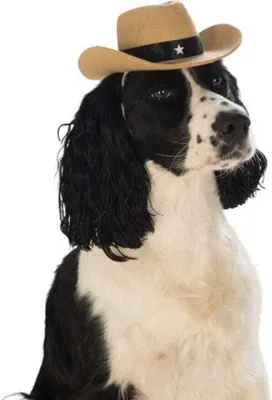 Produktbild von Cooler brauner Cowboy-Hut für Hunde zu Fasching & Halloween Größe: S/M