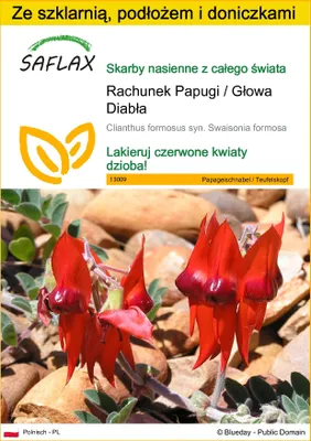 Zdjęcie produktu dla SAFLAX - Zestaw do uprawy - Rachunek Papugi / Głowa Diabła - 20 Nasiona - Z mini szklarnią, podłożem uprawowym i 2 doniczkami - Clianthus formosus syn. Swaisonia formosa