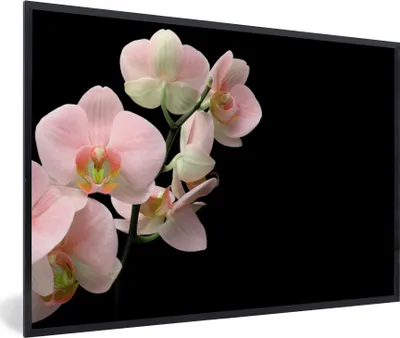 Produktbild von MuchoWow® Gerahmtes Poster Orchidee - Blumen - Rosa - Stilleben - Flora 60x40 cm - Poster mit Schwarzem Bilderrahmen Wandposter Rahmen Foto Bilder - Printing - Wanddeko Schlafzimmer