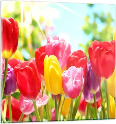 Produktbild von Bilder auf glas - Tulpe Blume Garten Plantage - 30x30cm - Glasbilder - Wandbilder - Kunstdruck - zum Aufhängen bereit - Wanddekoration aus Glas - Glas Bilder - Wandbild auf Glas - GAC30x30-2466