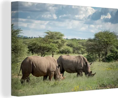 Obrázek produktu pro OneMillionCanvasses® - Plátna - 140x90 cm, Nosorožec - Tráva - Afrika, Nástěnné umění Vytisknout Nástěnná dekorace