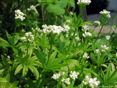 Produktbild von 6 x Waldmeister, Bodendecker, Halbschatten, Tb 9