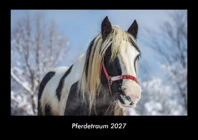 Produktbild von Pferdetraum 2027 Fotokalender DIN A3
