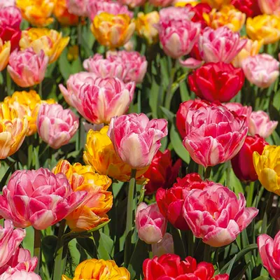 Produktbild von 20er-Mix - Tulipa Double Mix - gefüllte Blumen - Tulpenzwiebeln - Farbmischung - Blumenzwiebeln - Frühlingsblüte - wird bis zu 35-40 cm groß