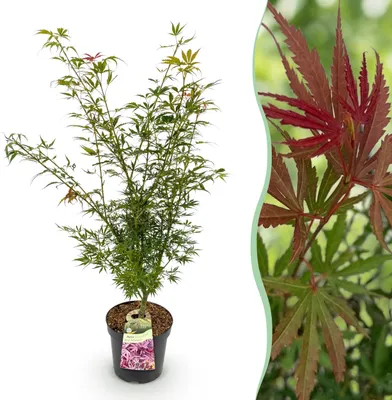 Image de Acer palmatum Jerre Swarts - Érable japonais - Feuilles caduques - Orange-Rouge - 80-90cm - Ø26cm - Plante de jardin