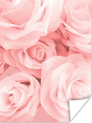 Produktbild von MuchoWow® Poster Rosen - Blumen - Rosa 120x160 cm - Wandbilder