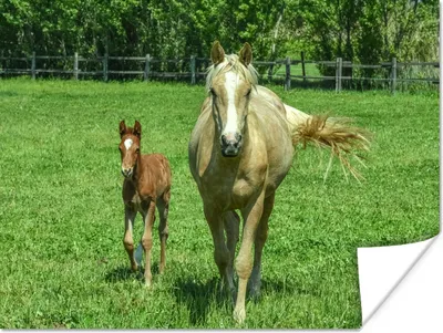 Produktbild von MuchoWow® Poster Pferd - Fohlen - Tiere 160x120 cm - Foto Plakat