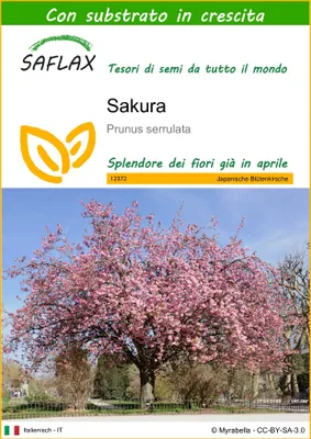 Immagine prodotto di SAFLAX  - Sakura - 30 semi - Con substrato - Prunus