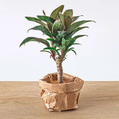 Image de Mini Palmier - Cordyline Fruticosa 'Purple Compacta' - Plante de Terrarium - Pot Mat 6