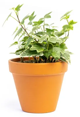 Obrázek produktu pro Gardners Hedera helix Variegata, průměr 9 cm