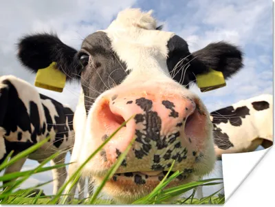 Produktbild von MuchoWow® Poster Kuh - Bauernhof - Gras - Tiere 160x120 cm - Foto Plakat