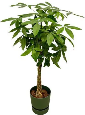 Immagine prodotto di Pachira Aquatica - Castagna della fortuna - Albero dei soldi - Pianta da