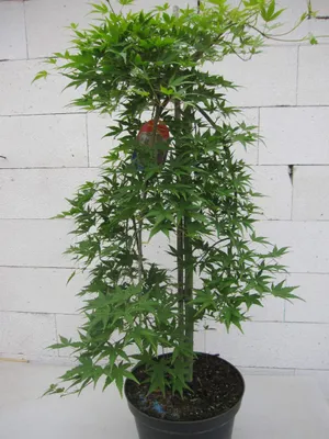 Produktbild von Ahorn palmatum Ryu Sen - Japanischer Fächer-Ahorn Ryusen - 80-100cm
