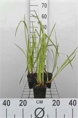 Zdjęcie produktu dla 6 x Acorus calamus - tatarak - doniczka 9 x 9 cm