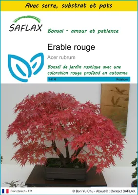 Image de SAFLAX Ensemble de culture - Erable rouge - 20 graines - Acer