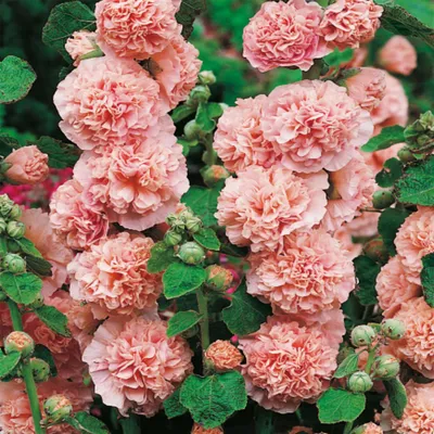 Produktbild von Stockrose winterhart Staude gefüllte Blüten Alcea Stockrose Stockmalve Rosa 1 St