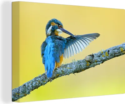 Produktbild von OneMillionCanvasses® - Leinwandbilder - 140x90 cm, Eisvogel - Zweig - Blau, Wandbilder Kunstdruck Wanddekoration