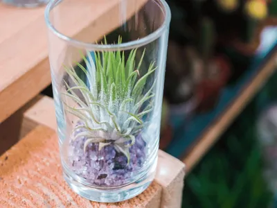 Obrázek produktu pro Gardners Tillandsia ve skle