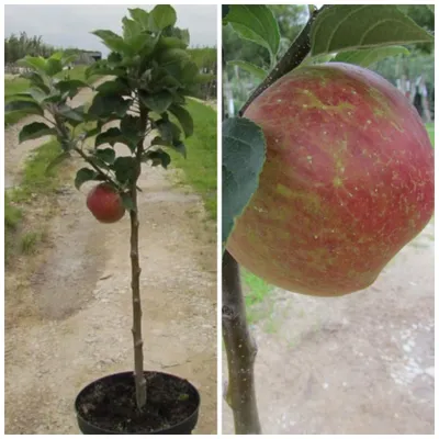 Produktbild von Zwergapfel Delgrina, süßer großer Apfel, Apfelbaum, auf kleinem Stämmchen mit kompakter Krone