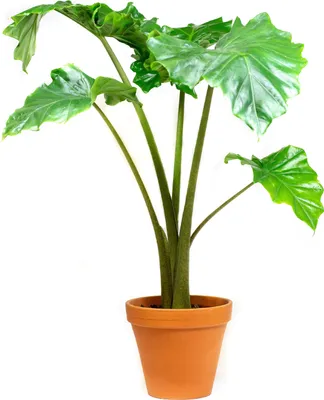 Obrázok produktu pre Gardners Alocasia Portodora, priemer 17 cm