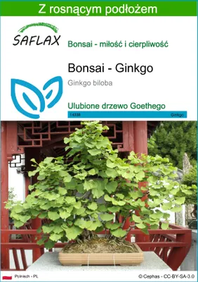 Zdjęcie produktu dla SAFLAX - Bonsai - Ginkgo - 4 Nasiona - Z podłożem uprawowym wolnym od zarazków - Ginkgo biloba