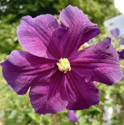 Image de Waldrebe Clematis viticella Etoile violett 40 - 60 cm Kletterpflanze lila
