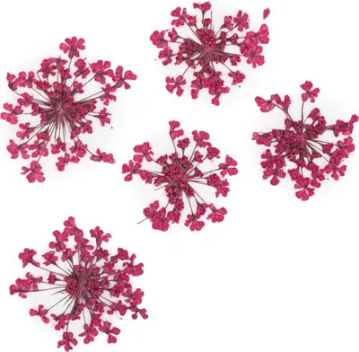 Image de MollyLac - Fleurs séchées pour nail art en fuchsia, 5 pièces