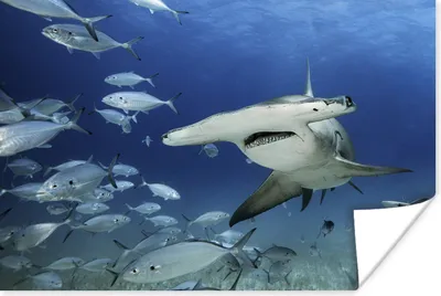 Produktbild von MuchoWow® Poster Hammerhai schwimmt zwischen den Fischen 60x40 cm - Schlafzimmerdekoration