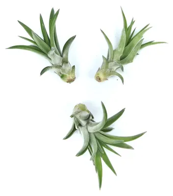 Produktbild von Tillandsia abdita – Epiphytische Luftpflanze