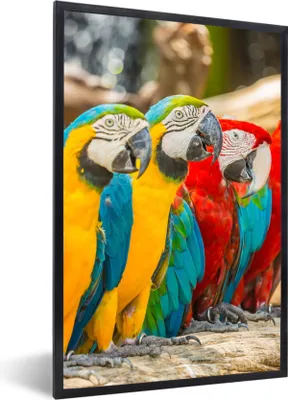 Produktbild von MuchoWow® Gerahmtes Poster Vögel - Papagei - Tropisch - Natur 60x90 cm - Poster mit Schwarzem Bilderrahmen Wandposter Rahmen Foto Bilder - Kunst