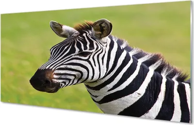 Produktbild von Glasbilder 140x70 Wandkunst Zebra