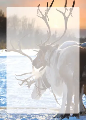 Produktbild von Motivpapier Briefpapier (Tiere-5062, DIN A4 100 Blatt) Rentiere im Winter auf schneebedeckter Wiese im Sonnenuntergang