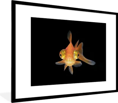 Produktbild von MuchoWow® Gerahmtes Poster Goldfisch - Meerestiere - Augen 80x60 cm - Poster mit Schwarzem Bilderrahmen Wandposter Rahmen Foto Bilder - Schlafzimmer-Dekorationen - Fotoposter