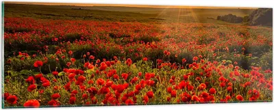 Produktbild von Bilder auf glas - Mohn Blume Wiese - 90x30cm - Glasbilder - Wandbilder - Kunstdruck - zum Aufhängen bereit - Wanddekoration aus Glas - Glas Bilder - Wandbild auf Glas - Einteilig - GAB90x30-3643