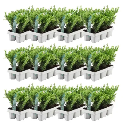 Produktbild von Plants by Frank | 72 Stechpalme Pflanzen | Ilex Crenata 'Jenny' | Heckenpflanzen | Buchsbaum Ersatz | Winterhart | Immergrün | Gartenpflanzen