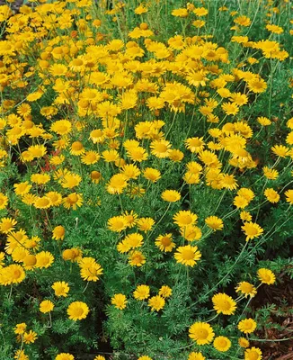 Zdjęcie produktu dla Anthemis tinctoria 'Kelwayi', rumianek farbiarski, żółty, doniczka ok. 9x9 cm