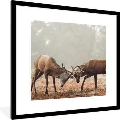Produktbild von MuchoWow® MuchoWow® Gerahmtes Poster Hirsche - Geweihe - Wald - Gras 40x40 cm - Poster mit zchwarzem Bilderrahmen - Poster - Plakat im Rahmen