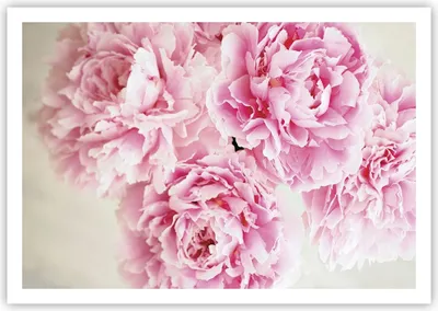 Produktbild von Poster - Poster ohne Rahmen - Pfingstrosen Blumenstrauß Blumen - 100x70 cm - Wand Bild - Wanddeko - Wandbilder - Kunstposter - Wandposter - Bilder - Kunstdruck - Wanddekoration - P2XAA100x70-4961