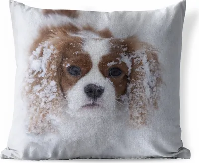 Produktbild von MuchoWow® Outdoor Kissen - Foto eines Cavalier King Charles Spaniels im Schnee - 45x45 cm - Wetterfest - Lounge Kissen - Fotokissen - Dekoratives Kissen