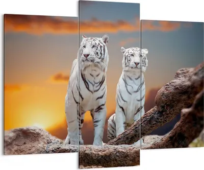 Produktbild von Bild auf Leinwand - Leinwandbild - Tiger weiß Rock Sonnenuntergang - 130x100cm - Wand Bild - Wanddeko - Leinwanddruck - Bilder - Kunstdruck - Leinwand bilder - Wandkunst - CB130x100-2901