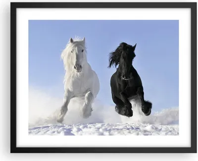 Produktbild von Gerahmtes Poster - Schwarzer Rahmen - Tiere Schönheit Wettbewerb - 50x40 cm - Wand Bild - Wanddeko - Wandbilder - Wandposter - Bilderrahmen - Bilder - Kunstdruck - Wandbild - P2BAA50x40-2179