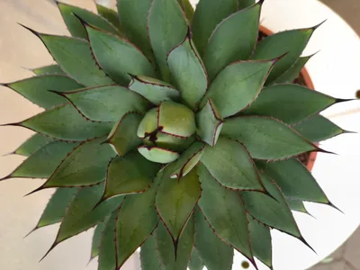 Produktbild von Agave filifera x isthmensis 25-35 cm frostresistente Zieragave im Topf Topfpflanze Kübelpflanze Zimmerpflanze
