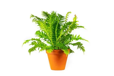Obrázek produktu pro Gardners Blechnum gibbum, průměr 12 cm