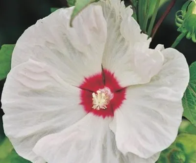 Immagine prodotto di XXL Hibiscus moscheutos  'Old Yella' ® Ibisco gigante Ibisco arbustivo