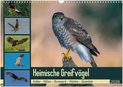 Produktbild von Heimische GREIFVÖGEL Adler Milan Bussard Weihe Sperber (Wandkalender 2026 DIN A3 quer), CALVENDO Monatskalender
